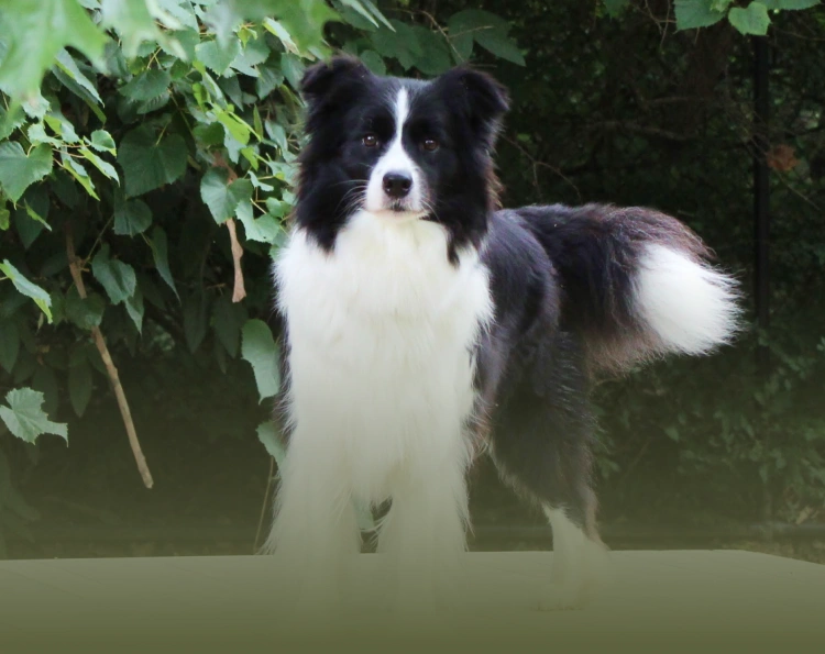 Love From Pet Parents Image